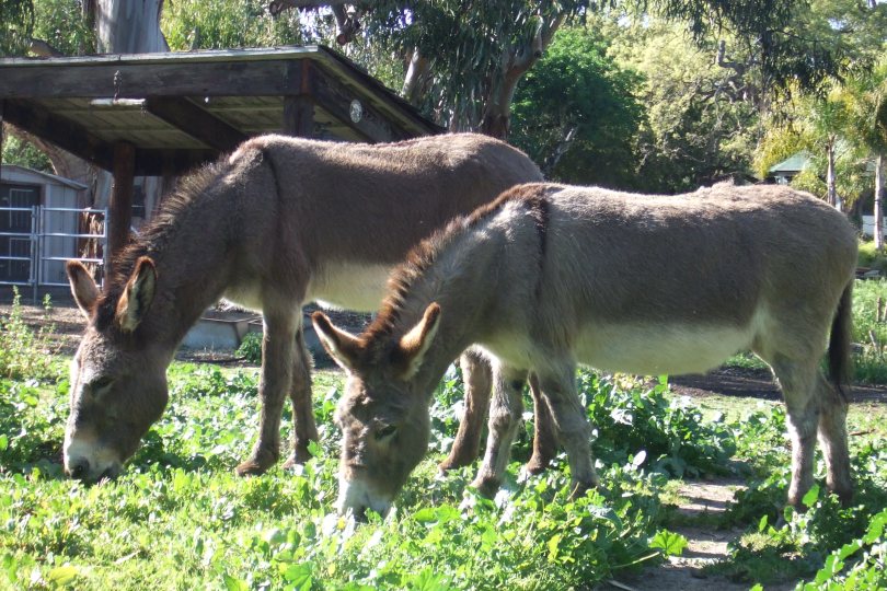 ...nur am Fressen, die beiden