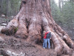 Mammutbaum: Boah, ist der dick, Mann!