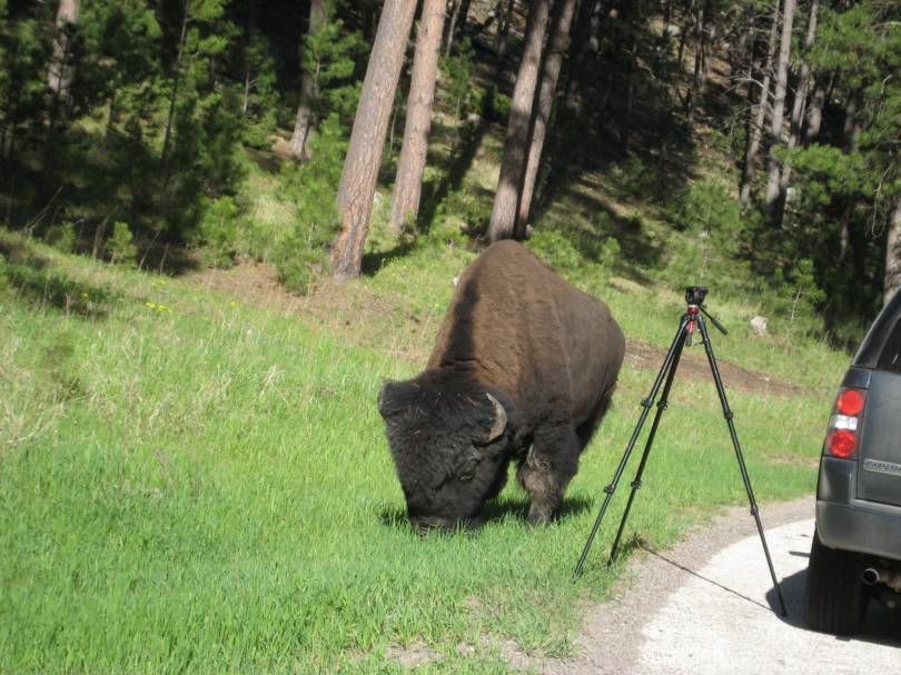 Nicht ganz ungefährlich so ein Bison