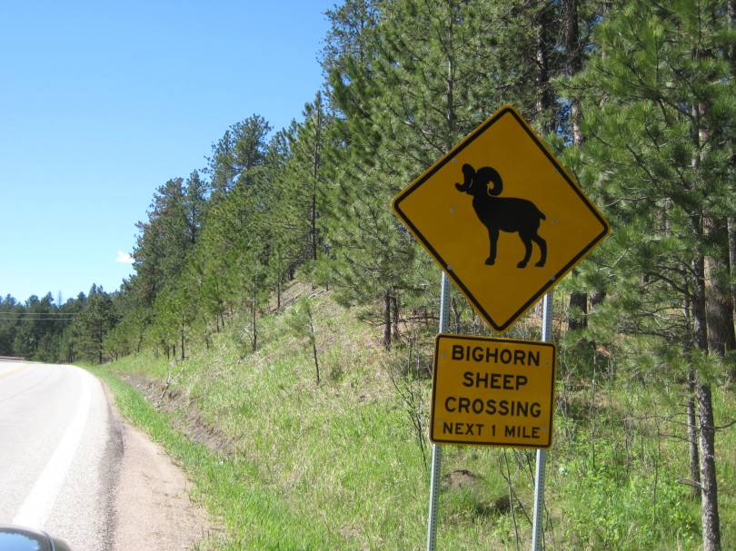 Bighorn Sheep XING