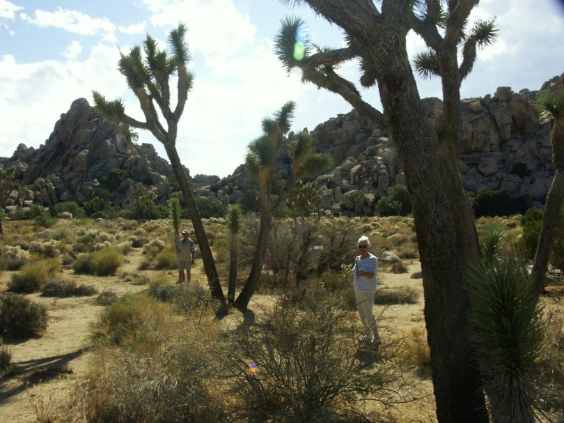 Yoshua-Tree-Nationalpark: eine einzigartige Vegetation