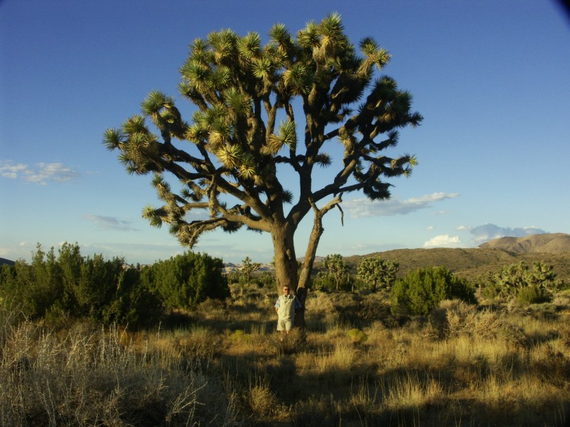 Ein Männlein steht im Walde
