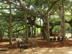 Fasziniernder Banyanbaum: Aus den Ästen wachsen Wurzeln Richtung Boden, die den Baum stützen. Der Banyan kann sich so über mehrer hundert Quadratmeter ausdehnen.