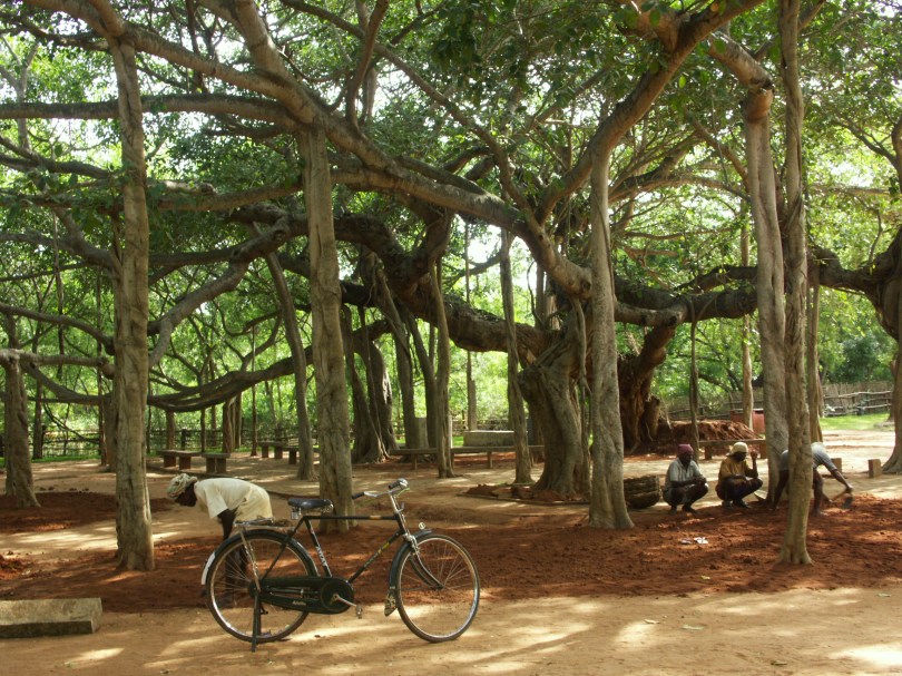 Fasziniernder Banyanbaum: Aus den Ästen wachsen Wurzeln Richtung Boden, die den Baum stützen.