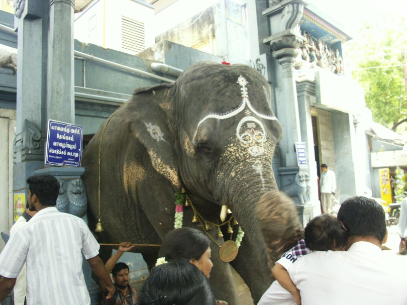 Dicke Backen vor dem Manukula Vinayagar