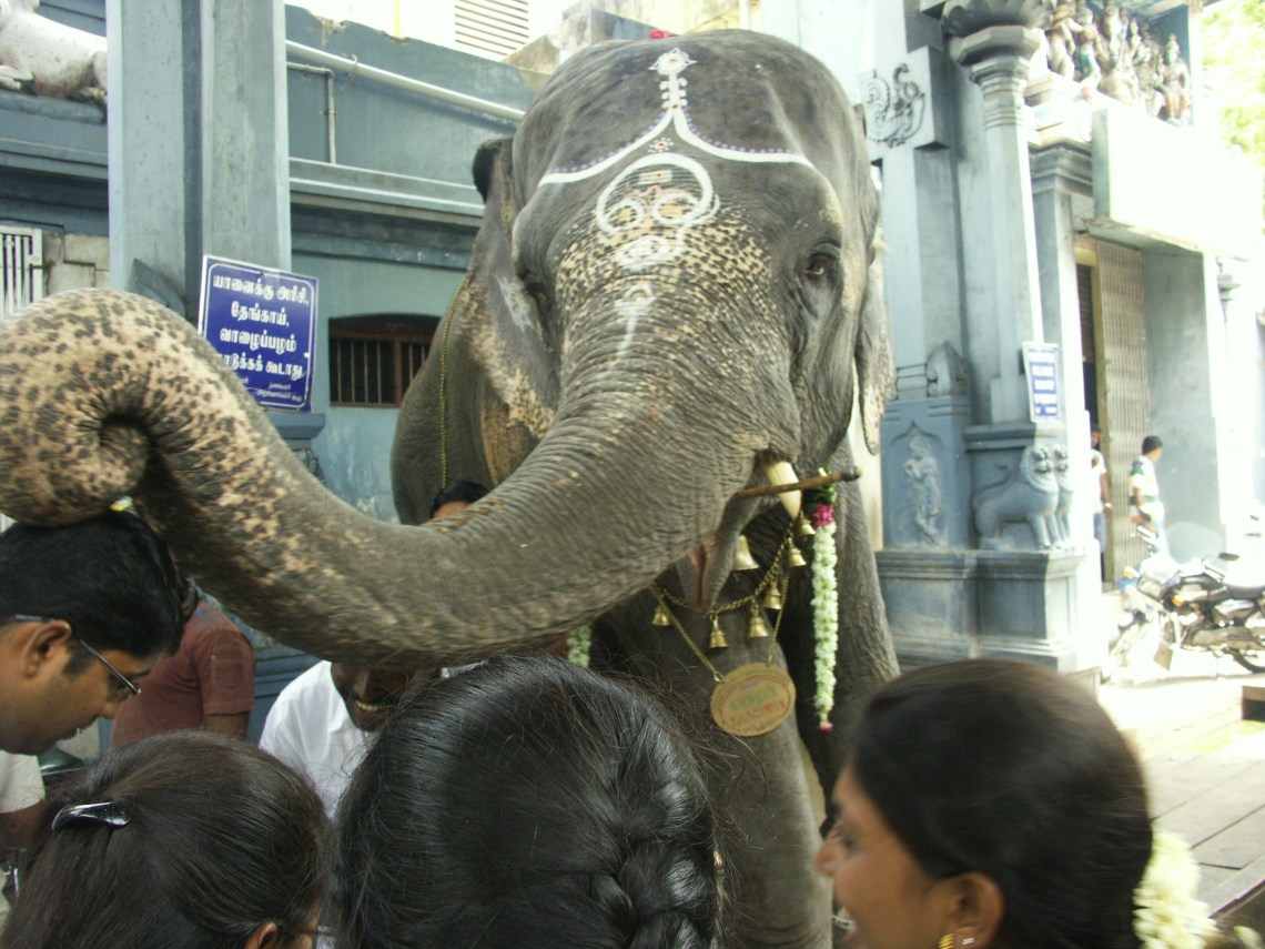 Der Segen des Elefanten: Gegen einen kleinen Obolus gibt's einen mit dem Rüssel auf den Kopf