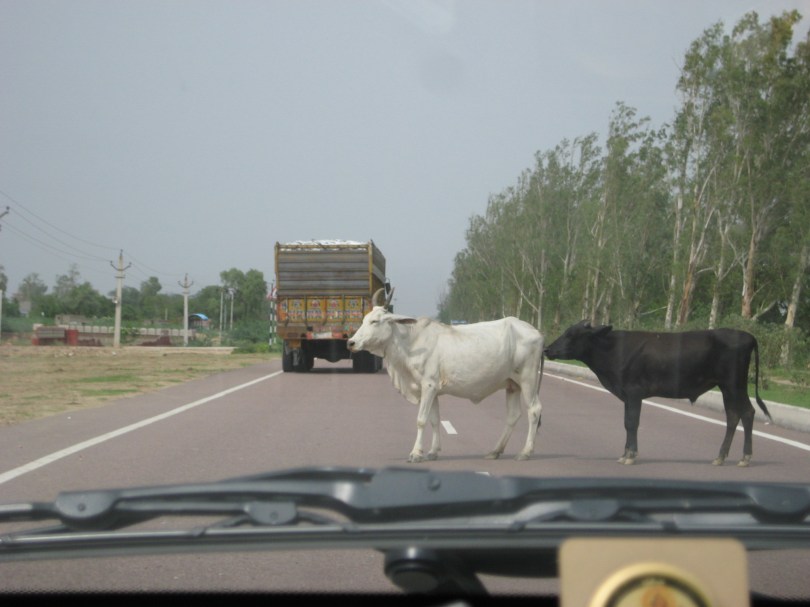 Holy Cow! Indiens Kühe haben immer und überall Vorfahrt