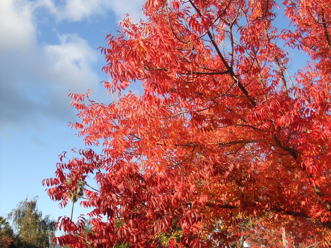 Altweibersommer in Kalifornien 