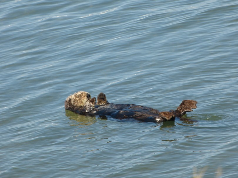 Süüüüüß: Einsam paddelt ein Seeotter vor sich hin