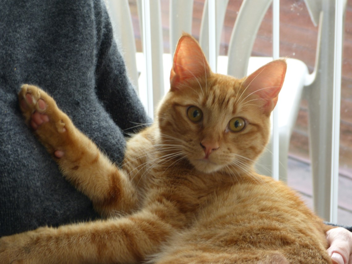 Sanfter Tiger: Randy hat auf alle Fragen der WG-Genossen eine Antwort – schmusen Sanfter Tiger: Randy hat auf alle Fragen der WG-Genossen eine Antwort – schmusen