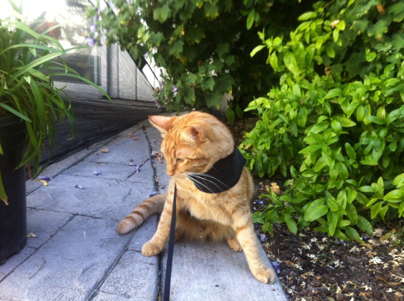 Geburtstagskater: Randy und sein neues Outdoor-Jäckchen
