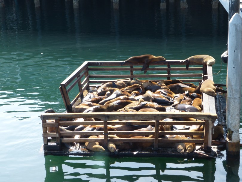 Fisherman's Wharf Monterey: Seehunde belagern den Anleger