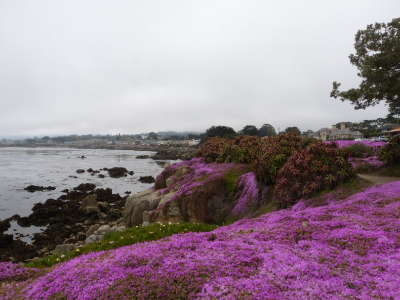 Stimmungsvolles Pacific Grove: Noch nie habe ich den "pink carpet" in voller Blüte erlebt
