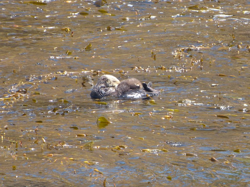 Süß: Seeotter-Mami mit -Jungem im Kelpwald