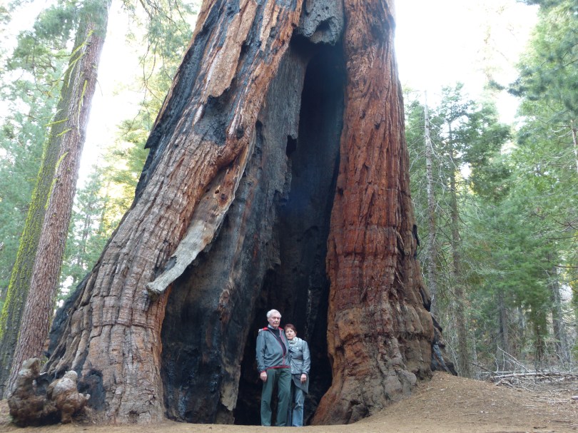 Mariposa Grove: Hier stehen Mammutbäume mit eine Umfang von fast 30 Metern