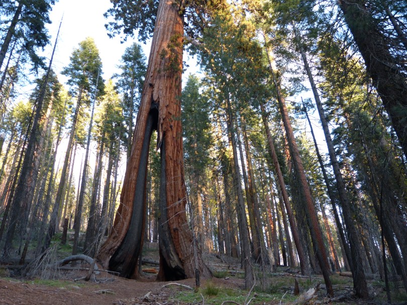 Mariposa Grove: Zahllose Feuer haben den sogenannten "Clothpin Tree" (Wäscheklammerbaum) ausgehöhlt. Doch er lebt weiter.