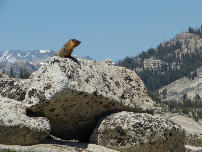 Süß: Murmeltier am Olmstead Point