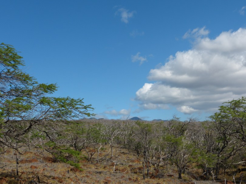Wie in Afrika: Savanne mit Sicht auf den alles überragendem Mauna Kea