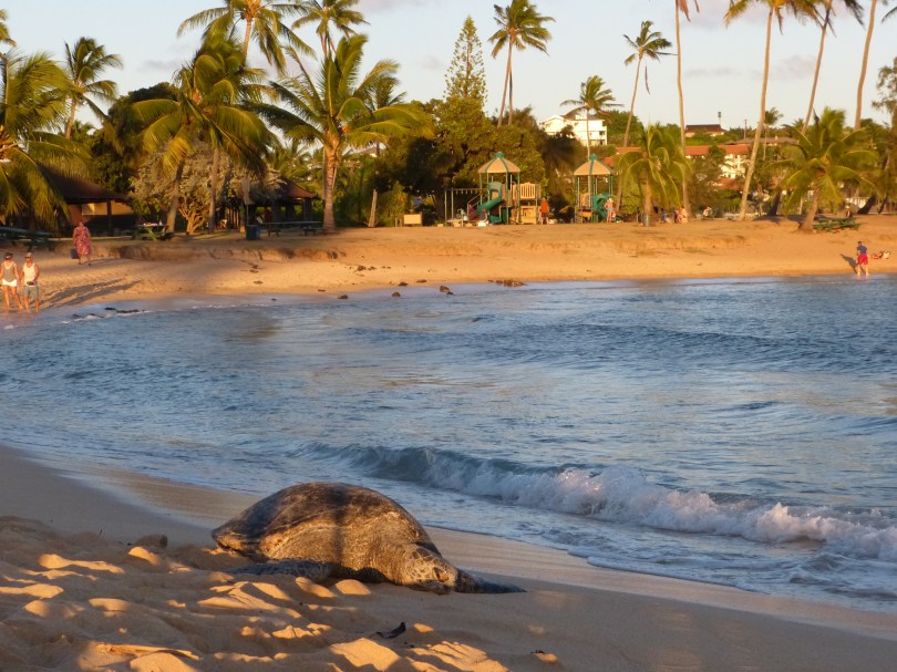 Beach bum I: Am späten Nachmittag schwimmen einige Wasserschildkröten an Land, um die letzen Sonnenstrahlen des Tages zu genießen
