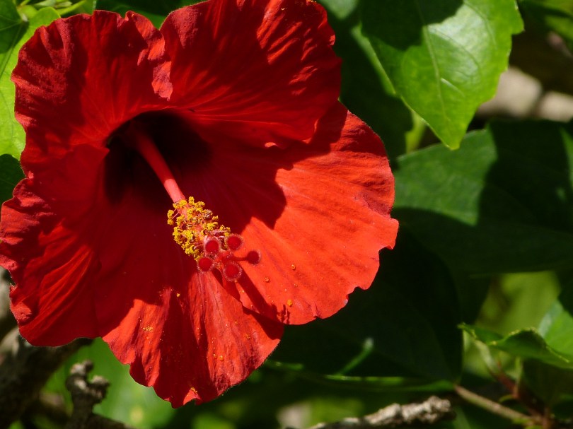 Kräftiger Farbtupfer im satten Grün: hawaiianischer Hibiskus