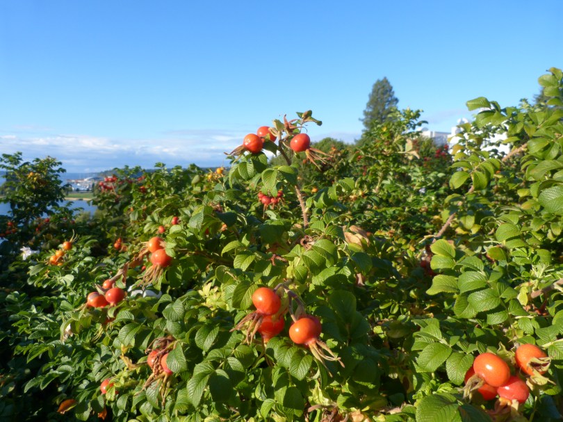 Lange nicht gesehen: Hagebuttensträucher vor dem Kapitol
