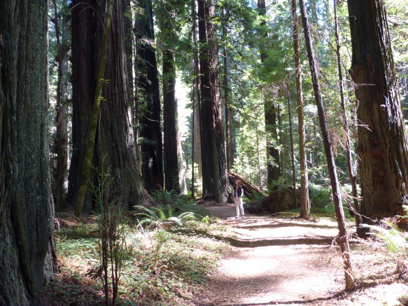 Avenue of the Giants: Plötzlich kommt man sich ganz schön klein vor