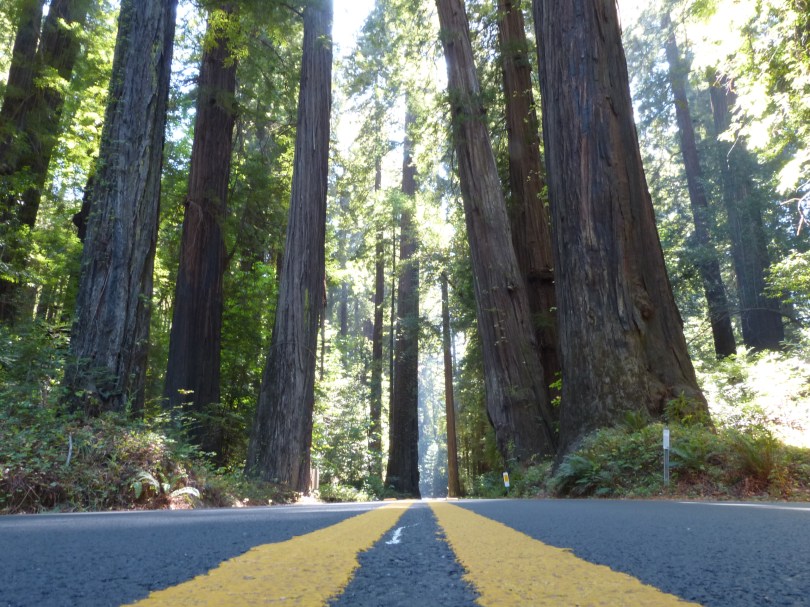 Avenue of the Giants: geradewegs durch die Mammutbäume