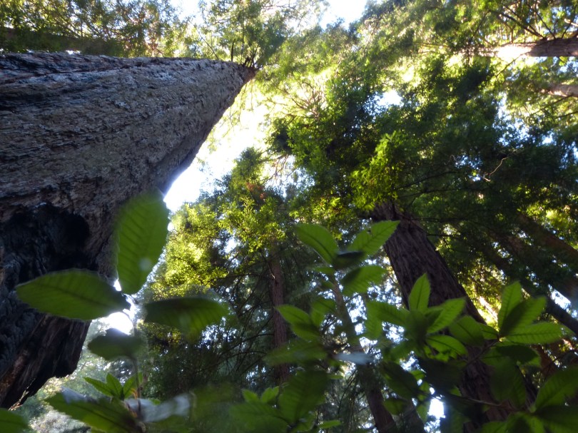 Mehrere Tausend Jahre alt: Küstenmammutbäume im Muir-Woods-Nationalpark