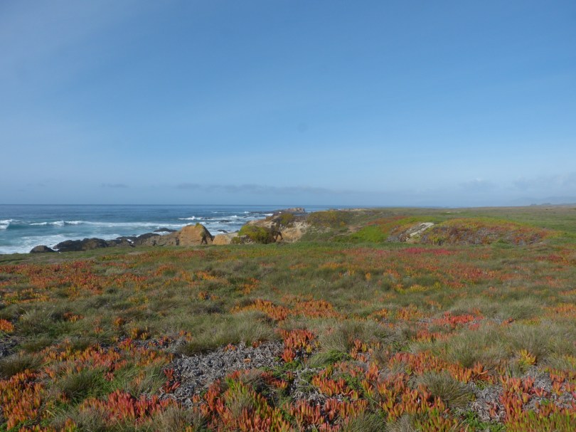 Freie Sicht: Küstenlandschaft von Mendocino