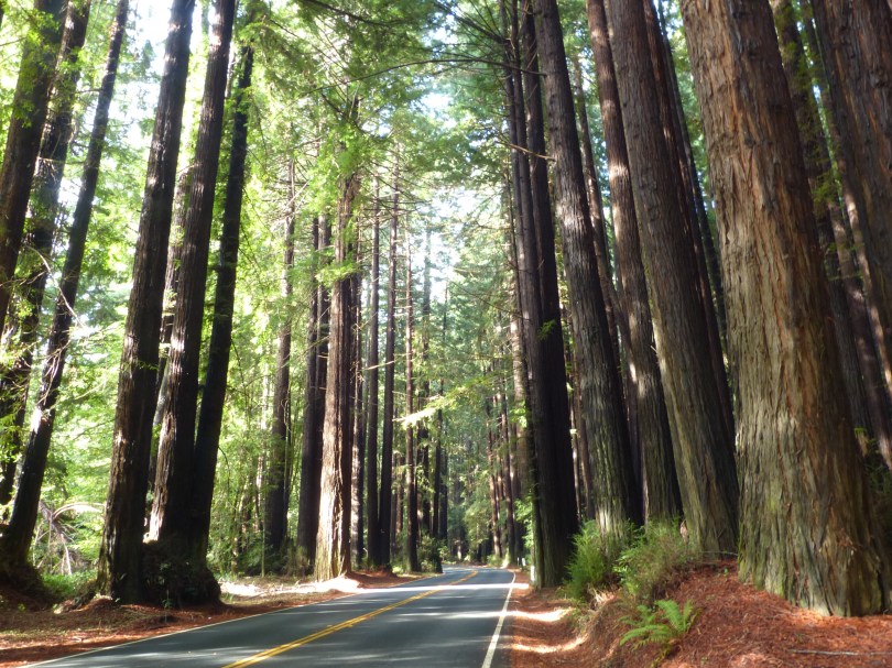 Giganten am Wegesrand: Die Straße nach Mendocino führt durch einen mächtigen Mammutbaumwald
