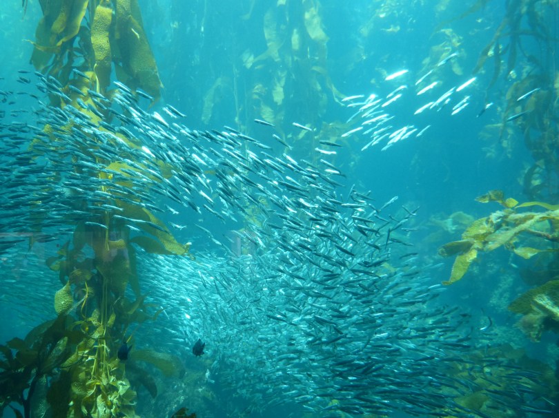 Unter dem Meer: Niemand frittiert dich, brät und serviert dich hier zum Verzehr