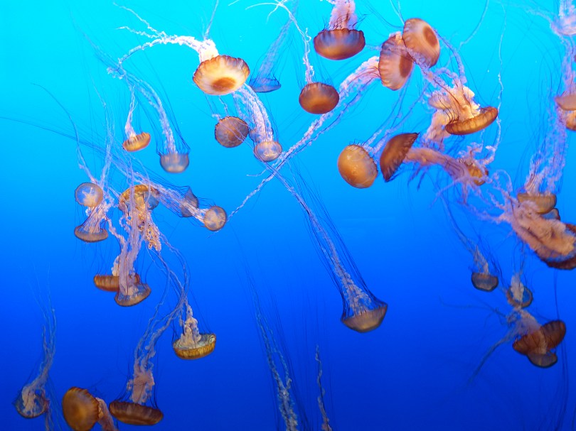 Ein absoluter Höhepunkt: die psychedelische Quallenshow