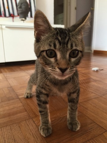 Some people call me Maurice: Es heißt, dass sich Katzen ihren Besitzer aussuchen, nicht umgekehrt. Ist was dran...