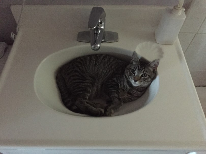 Maurice ist sich noch nicht ganz sicher, ob er nach San Mateo umziehen möchte