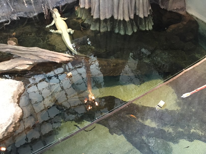 Huppsala: Wem da wohl die Kamera ins Alligatorengehege gefallen ist…