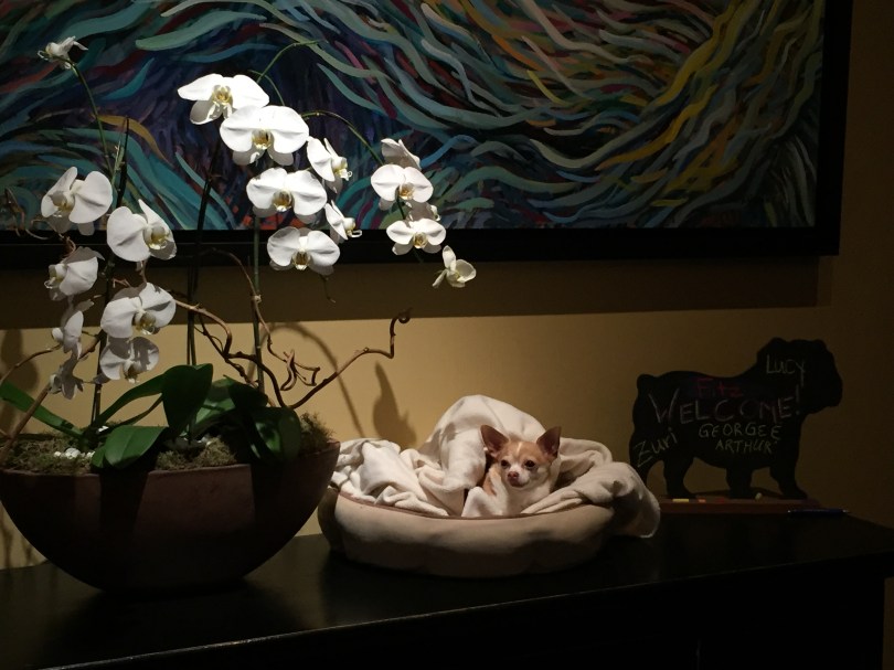 Hunde willkommen: Concierge für die vierbeinigen Gäste des Hotel Monaco