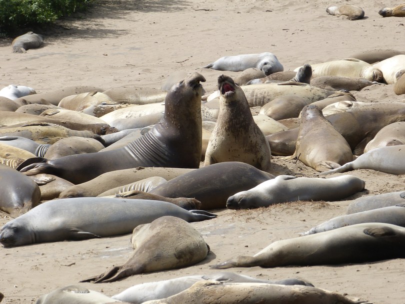 Imponiergehabe: Seeelefantenbullen im Año Nuevo State Park