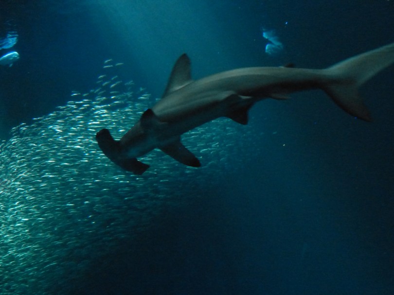 Hammer! Hai im Monterey Bay Aquarium