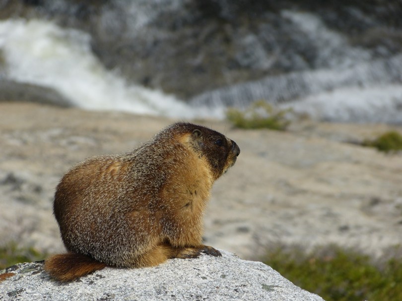Süüüüüß! – ein Murmeltier!
