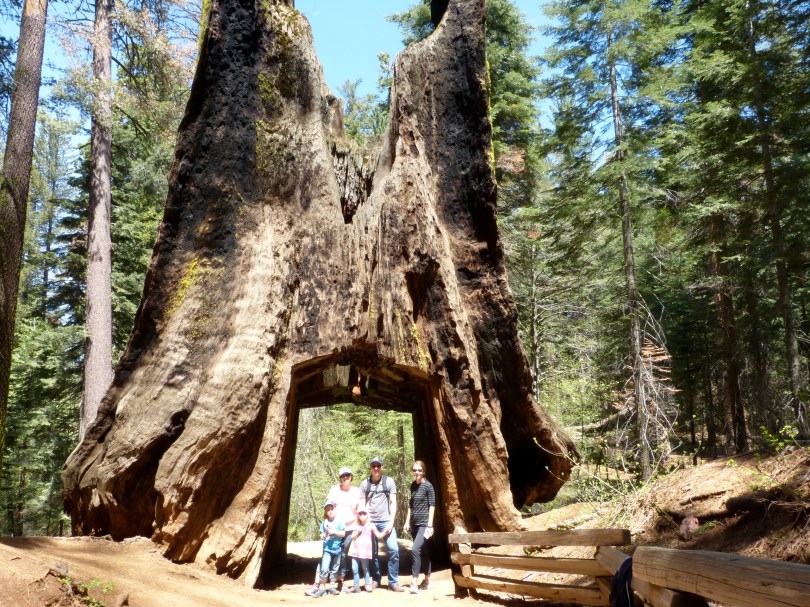 Ist der dick, Mann: Mammutbaum im Merced Grove