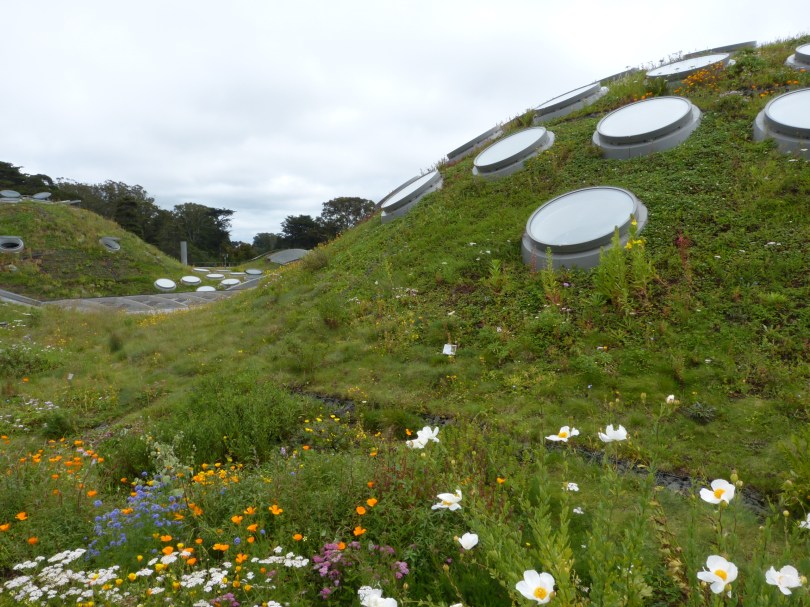Wie im Teletubbiland: lebendes Dach der California Academy of Sciences
