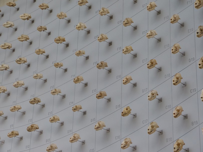 Verkopfte Deko: Schädelkollektion in der California Academy of Sciences