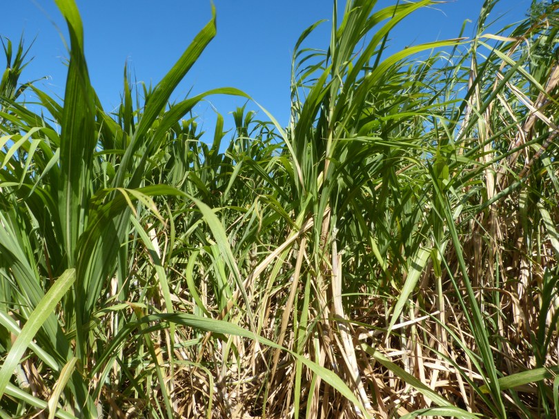 Überall Zuckerrohr, einer der wichtigsten Exportartikel Mauis