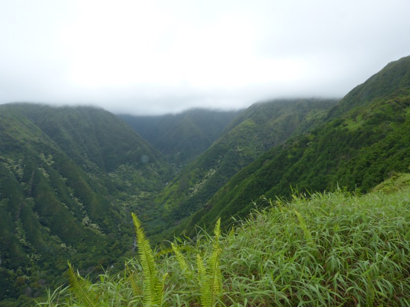 Sattes Grün: Blick in den Talkessel des 'Iao Valley State Park