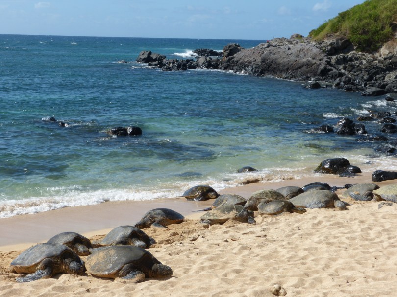 Einfach nur abhängen: Wasserschildkröten beim Mittagsschlaf