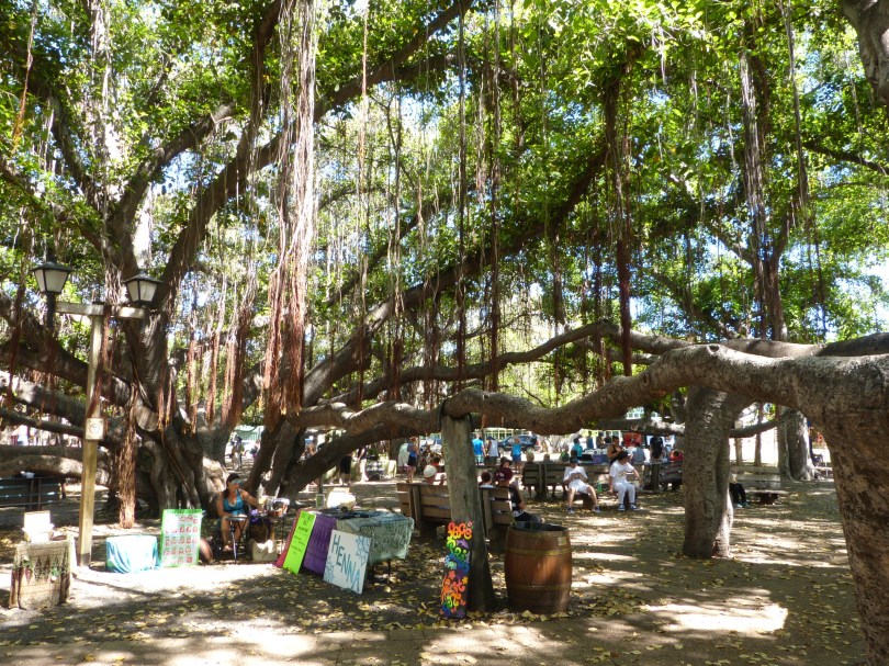 Ein Baum, ein Wald: Ein knapp 150 Jahre alter Banyanbaum überdacht den zentralen Platz von Lāhainā