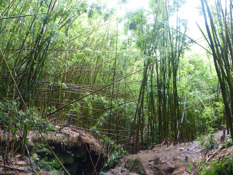 Übermächtig: Bambuswald bei Huelo