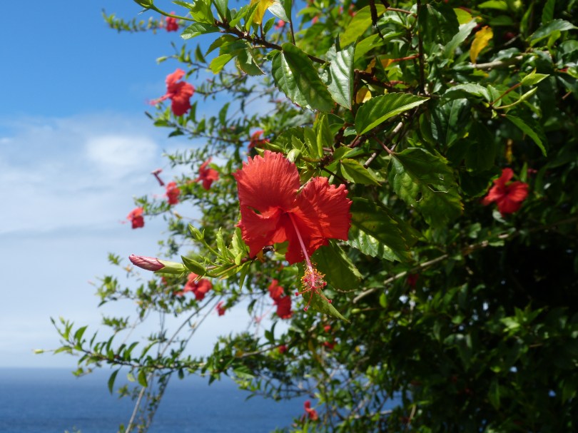 Hibiskus: Hawaiis Staatsblume