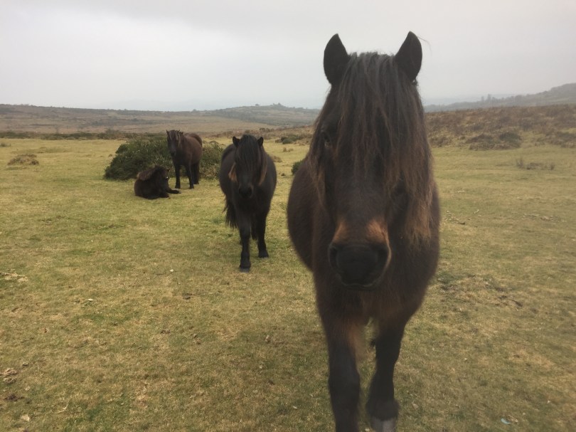 Wildpferde in Dartmoor: von Menschenscheu keine Spur