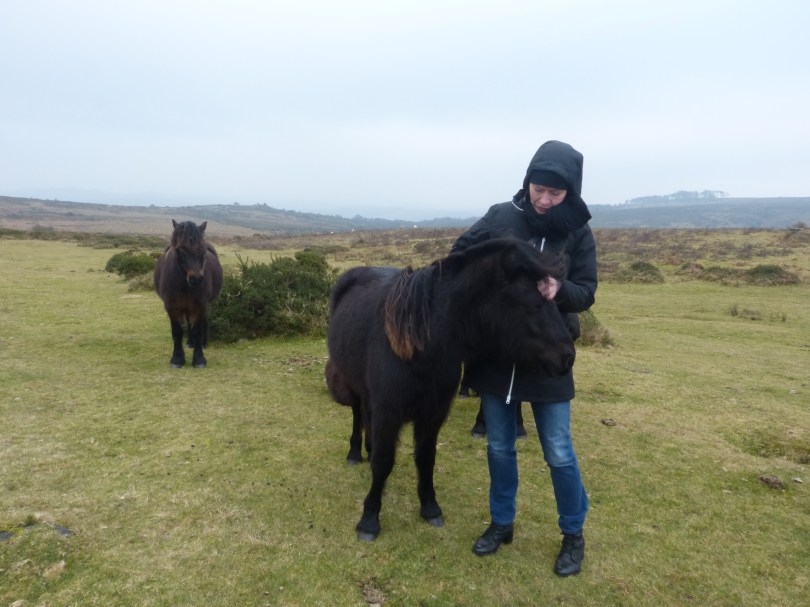 Oh, wie süß! Chris und die wilden Ponies von Dartmoor